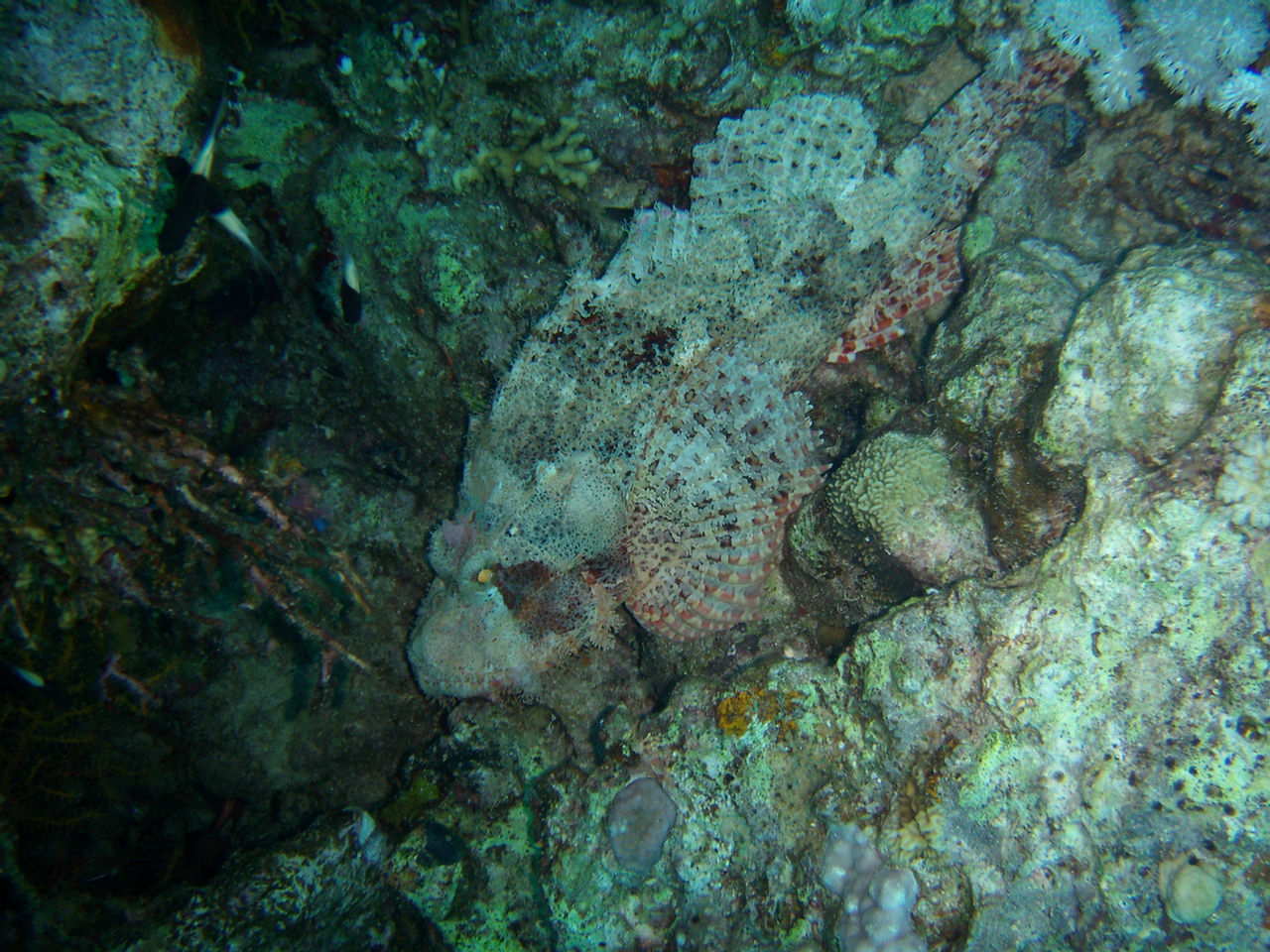 Scorpaenopsis oxycephala (Scorfano del reef)